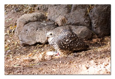 Burrowing Owl 2.jpg
