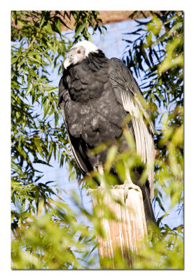 Condor.jpg