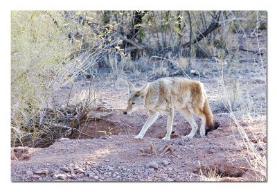 Coyote.jpg
