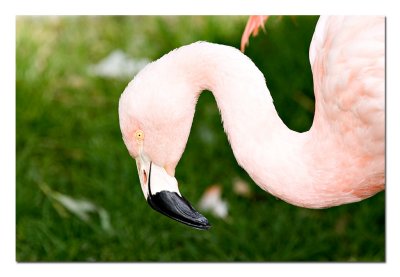 Flamingo.jpg