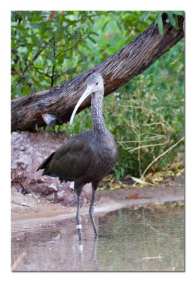 Ibis.jpg