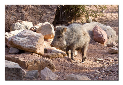 Javelina.jpg