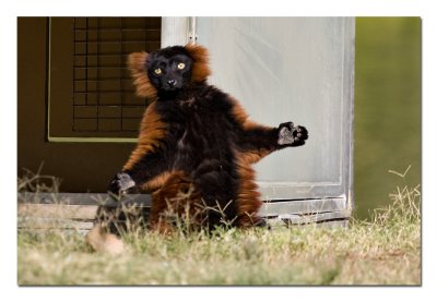 Lemur.jpg