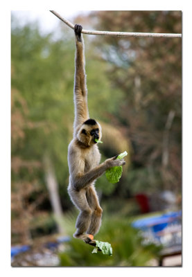 Monkey.jpg