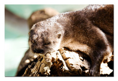 Otter.jpg