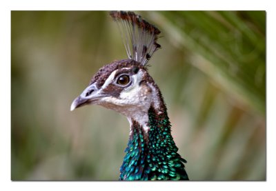 Peacock.jpg