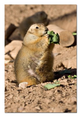 Prairie Dog 1.jpg