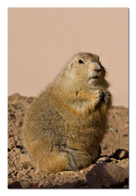 Prairie Dog 2.jpg