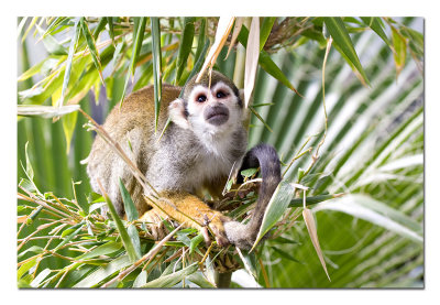 Squirrel Monkey.jpg