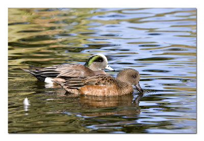 Wigeon Pair.jpg