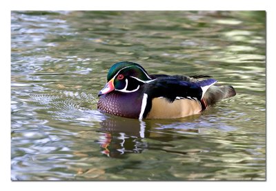 Wood Duck.jpg