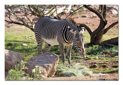 Zebra.jpg
