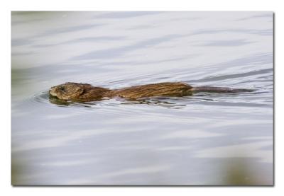 g3/76/489076/3/52821312.Muskrat.jpg