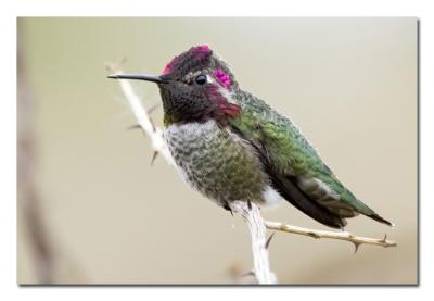 g3/76/489076/3/52821880.MaleAnnasHummingbird1.jpg