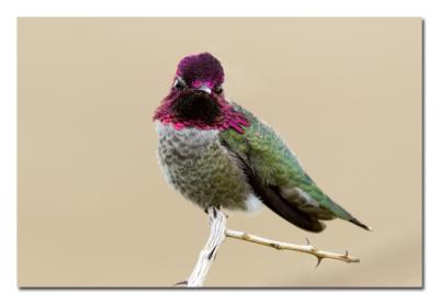 g3/76/489076/3/52822388.MaleAnnasHummingbird2.jpg