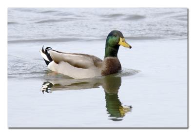 g3/76/489076/3/52822545.MallardDrake.jpg
