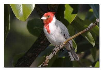 Red-Crested Cardinal.jpg