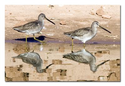 g3/76/489076/3/55334926.LongbilledDowitcher.jpg