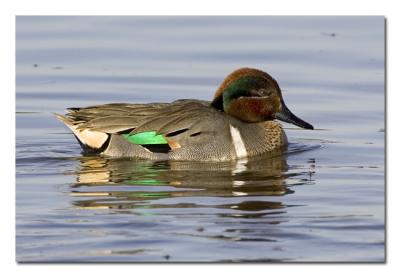 g3/76/489076/3/55335833.GreenwingedTeal.jpg