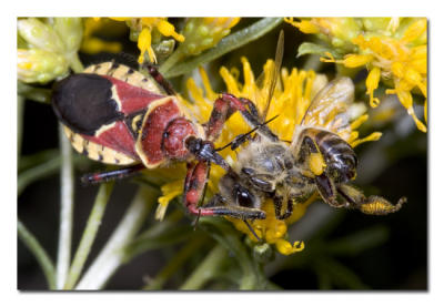 Assassin Bug Eating Honey Bee.jpg
