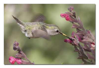 Annas Hummingbird Female 1.jpg