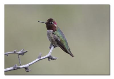 Annas Hummingbird Male.jpg