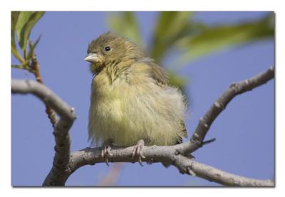 Lesser Goldfinch Baby.jpg