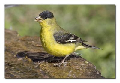 Lesser Goldfinch Male 2.jpg