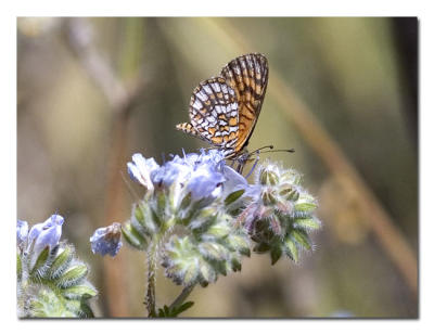 Tiny Checkerspot.jpg