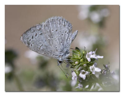 g3/76/489076/3/55949811.SpringAzure.jpg
