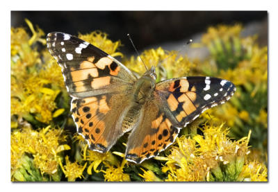 Painted Lady 1.jpg