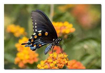 Pipevine Swallowtail.jpg