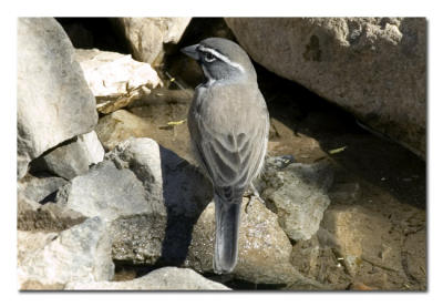 Black-throated Sparrow.jpg