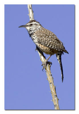 Cactus Wren.jpg