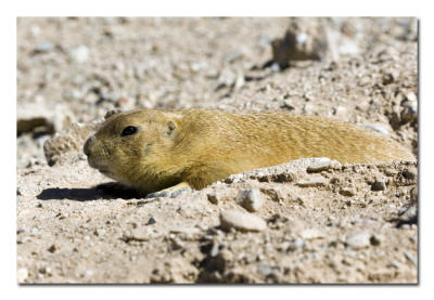 Prairie Dog 1.jpg