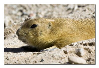 Prairie Dog 2.jpg