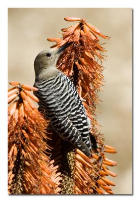 Gila Woodpecker 2.jpg