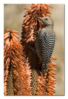 Gila Woodpecker 3.jpg