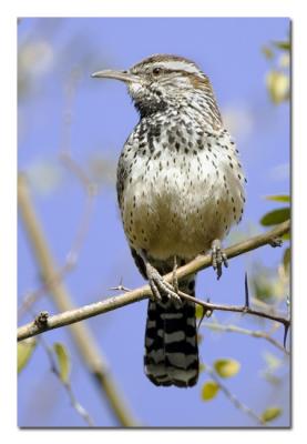 Cactus Wren 1.jpg