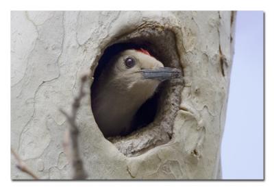 Gila Woodpecker 6.jpg
