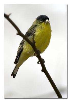 Lesser Goldfinch .jpg