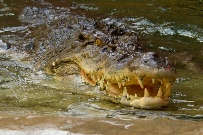smiling Rex.jpg