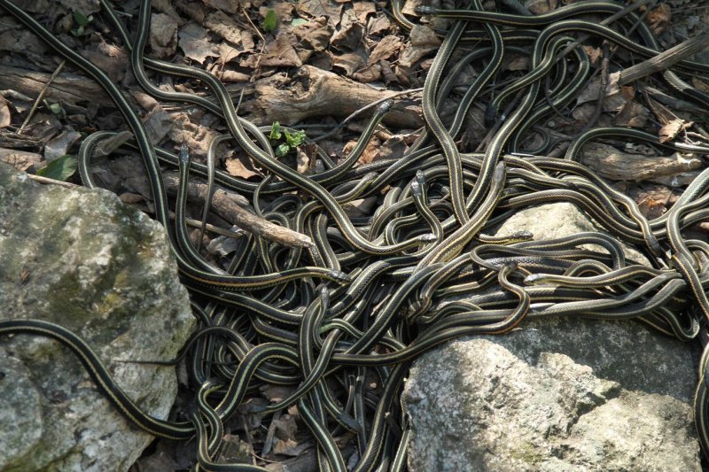 snake den 4.jpg