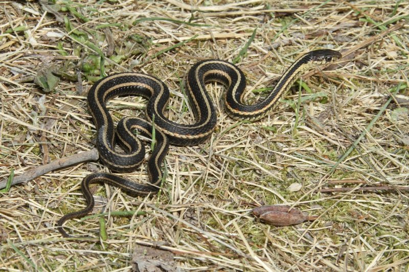 red-sided garter snake.jpg
