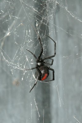 redback_lo_res.jpg