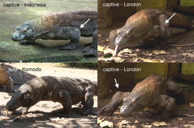 captive vs wild 2.jpg