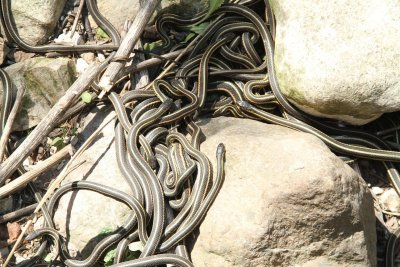snake den.jpg