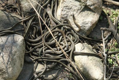 snake den 2.jpg