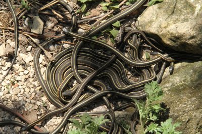 snake den 5.jpg