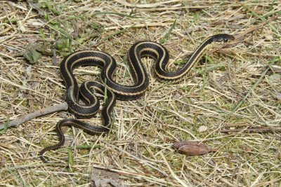red-sided garter snake.jpg